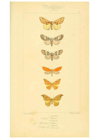 Reproducción/Reproduction 6053866496: Histoire naturelle des lépidoptères d'Europe Paris :L. de Bure,1845