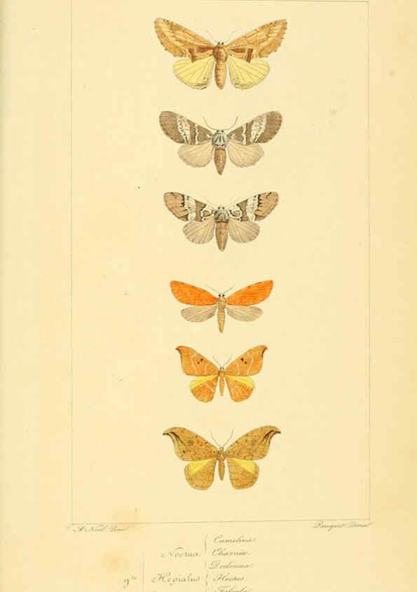 Reproducción/Reproduction 6053866496: Histoire naturelle des lépidoptères d'Europe Paris :L. de Bure,1845