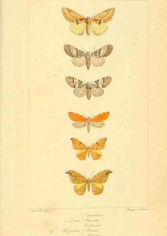 Reproducción/Reproduction 6053866496: Histoire naturelle des lépidoptères d'Europe Paris :L. de Bure,1845