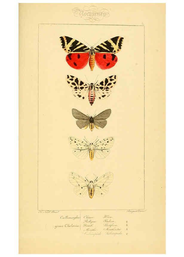 Reproducción/Reproduction 6053863374: Histoire naturelle des lépidoptères d'Europe Paris :L. de Bure,1845