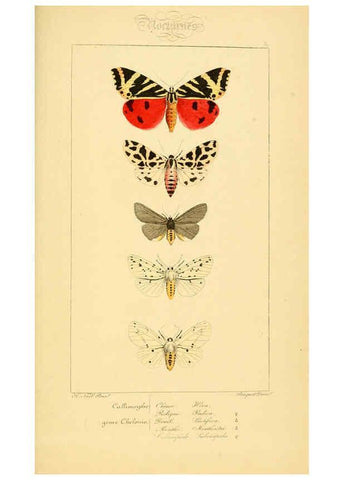 Reproducción/Reproduction 6053863374: Histoire naturelle des lépidoptères d'Europe Paris :L. de Bure,1845