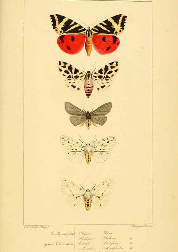 Reproducción/Reproduction 6053863374: Histoire naturelle des lépidoptères d'Europe Paris :L. de Bure,1845