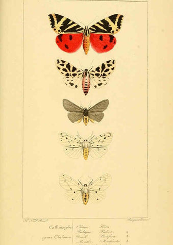 Reproducción/Reproduction 6053863374: Histoire naturelle des lépidoptères d'Europe Paris :L. de Bure,1845