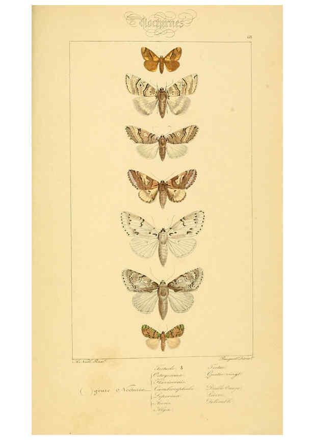 Reproducción/Reproduction 6053317611: Histoire naturelle des lépidoptères d'Europe Paris :L. de Bure,1845