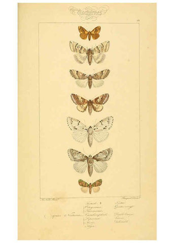 Reproducción/Reproduction 6053317611: Histoire naturelle des lépidoptères d'Europe Paris :L. de Bure,1845