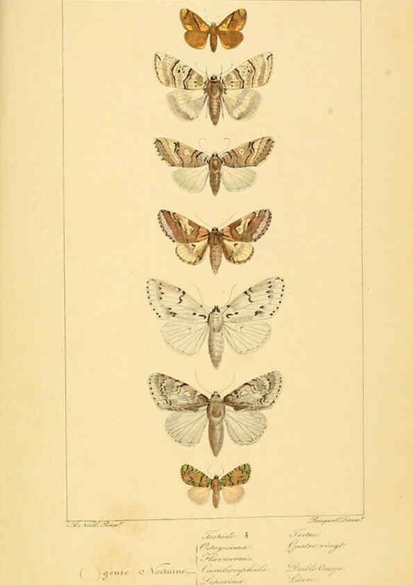 Reproducción/Reproduction 6053317611: Histoire naturelle des lépidoptères d'Europe Paris :L. de Bure,1845