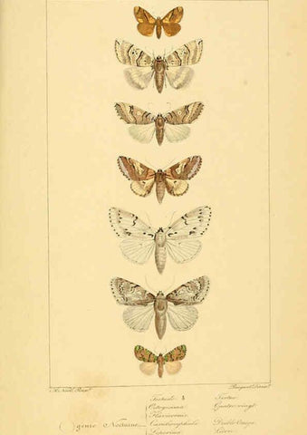 Reproducción/Reproduction 6053317611: Histoire naturelle des lépidoptères d'Europe Paris :L. de Bure,1845