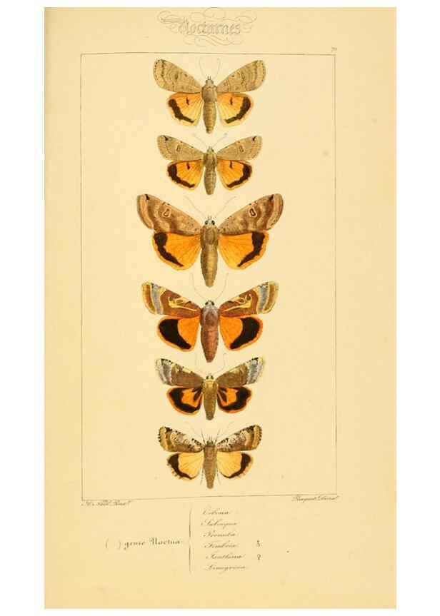 Reproducción/Reproduction 6053867358: Histoire naturelle des lépidoptères d'Europe Paris :L. de Bure,1845