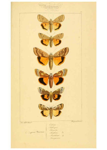 Reproducción/Reproduction 6053867358: Histoire naturelle des lépidoptères d'Europe Paris :L. de Bure,1845