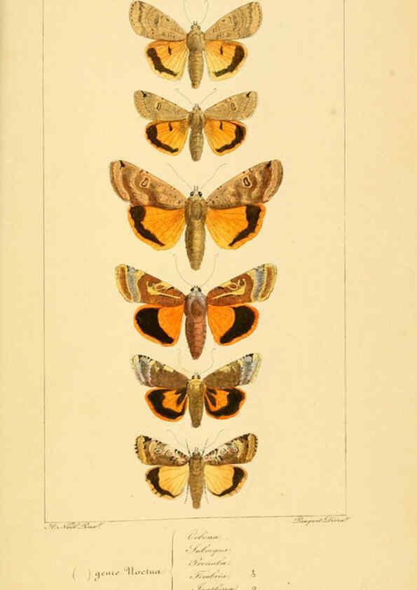 Reproducción/Reproduction 6053867358: Histoire naturelle des lépidoptères d'Europe Paris :L. de Bure,1845