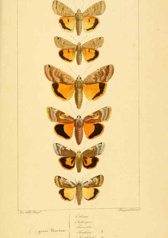 Reproducción/Reproduction 6053867358: Histoire naturelle des lépidoptères d'Europe Paris :L. de Bure,1845