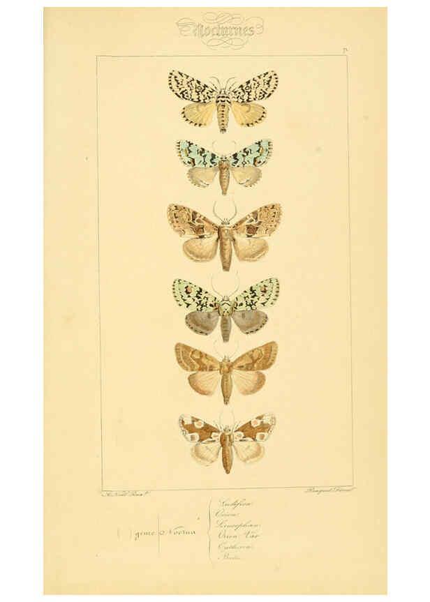 Reproducción/Reproduction 6053868018: Histoire naturelle des lépidoptères d'Europe Paris :L. de Bure,1845