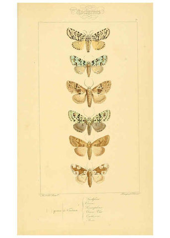 Reproducción/Reproduction 6053868018: Histoire naturelle des lépidoptères d'Europe Paris :L. de Bure,1845