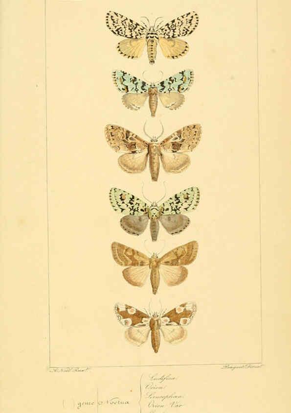 Reproducción/Reproduction 6053868018: Histoire naturelle des lépidoptères d'Europe Paris :L. de Bure,1845