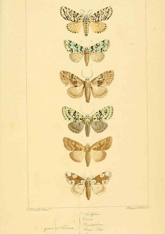 Reproducción/Reproduction 6053868018: Histoire naturelle des lépidoptères d'Europe Paris :L. de Bure,1845