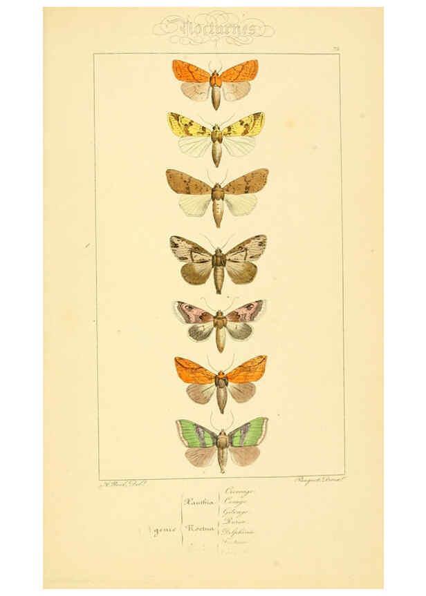 Reproducción/Reproduction 6053319089: Histoire naturelle des lépidoptères d'Europe Paris :L. de Bure,1845