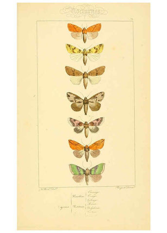Reproducción/Reproduction 6053319089: Histoire naturelle des lépidoptères d'Europe Paris :L. de Bure,1845