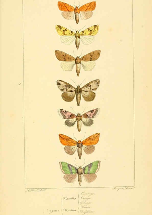 Reproducción/Reproduction 6053319089: Histoire naturelle des lépidoptères d'Europe Paris :L. de Bure,1845