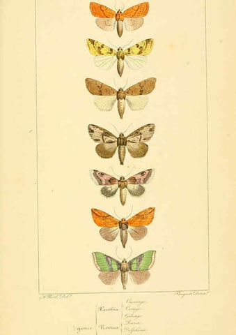 Reproducción/Reproduction 6053319089: Histoire naturelle des lépidoptères d'Europe Paris :L. de Bure,1845