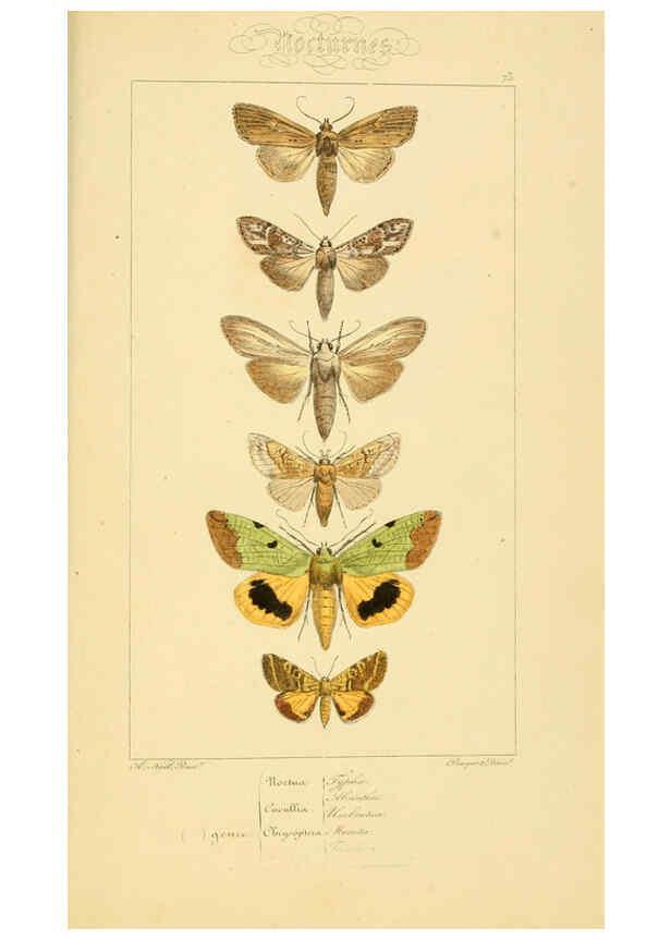 Reproducción/Reproduction 6053325761: Histoire naturelle des lépidoptères d'Europe Paris :L. de Bure,1845