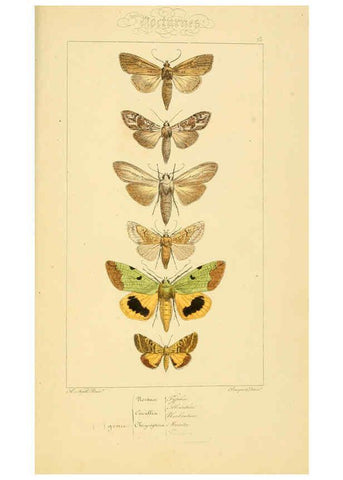 Reproducción/Reproduction 6053325761: Histoire naturelle des lépidoptères d'Europe Paris :L. de Bure,1845