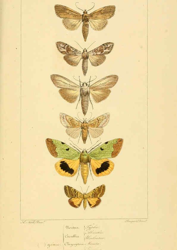 Reproducción/Reproduction 6053325761: Histoire naturelle des lépidoptères d'Europe Paris :L. de Bure,1845