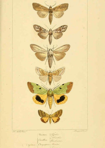 Reproducción/Reproduction 6053325761: Histoire naturelle des lépidoptères d'Europe Paris :L. de Bure,1845