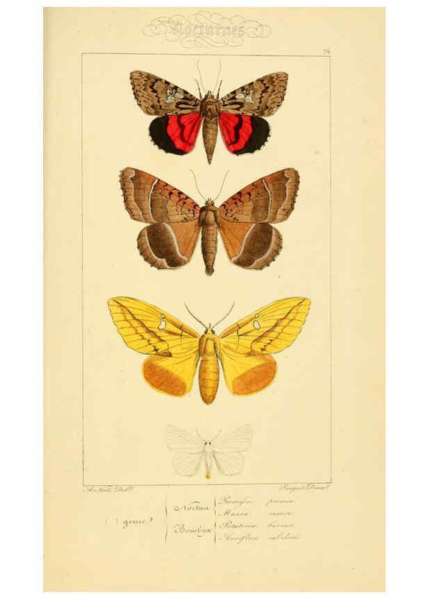 Reproducción/Reproduction 6053326131: Histoire naturelle des lépidoptères d'Europe Paris :L. de Bure,1845