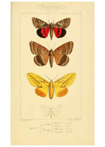 Reproducción/Reproduction 6053326131: Histoire naturelle des lépidoptères d'Europe Paris :L. de Bure,1845