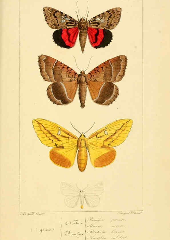 Reproducción/Reproduction 6053326131: Histoire naturelle des lépidoptères d'Europe Paris :L. de Bure,1845