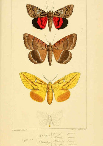 Reproducción/Reproduction 6053326131: Histoire naturelle des lépidoptères d'Europe Paris :L. de Bure,1845