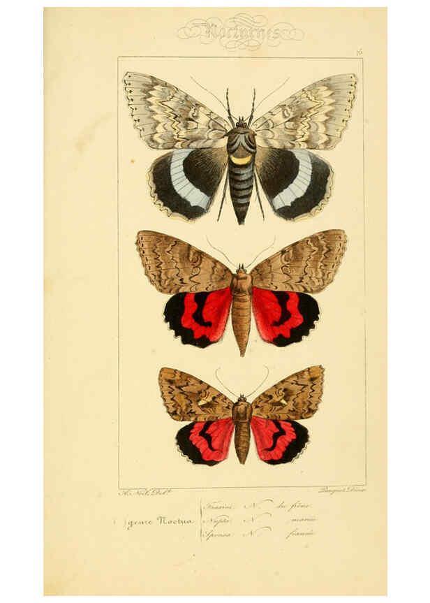 Reproducción/Reproduction 6053326469: Histoire naturelle des lépidoptères d'Europe Paris :L. de Bure,1845