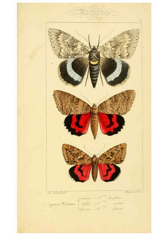 Reproducción/Reproduction 6053326469: Histoire naturelle des lépidoptères d'Europe Paris :L. de Bure,1845