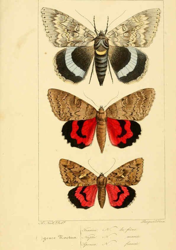 Reproducción/Reproduction 6053326469: Histoire naturelle des lépidoptères d'Europe Paris :L. de Bure,1845