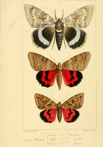 Reproducción/Reproduction 6053326469: Histoire naturelle des lépidoptères d'Europe Paris :L. de Bure,1845