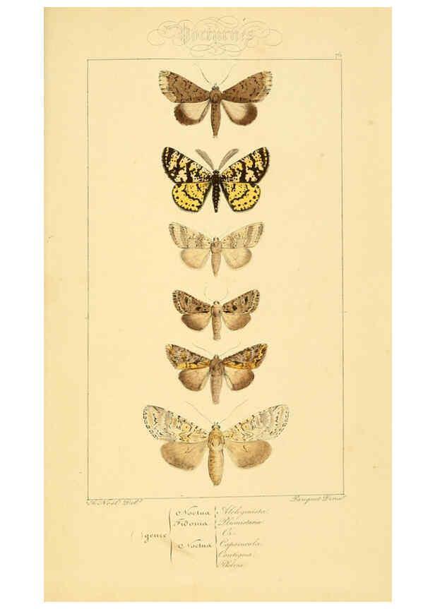 Reproducción/Reproduction 6053327115: Histoire naturelle des lépidoptères d'Europe Paris :L. de Bure,1845