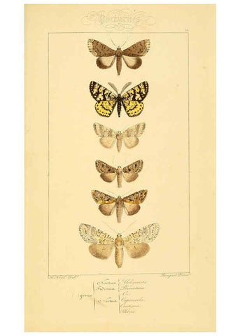 Reproducción/Reproduction 6053327115: Histoire naturelle des lépidoptères d'Europe Paris :L. de Bure,1845