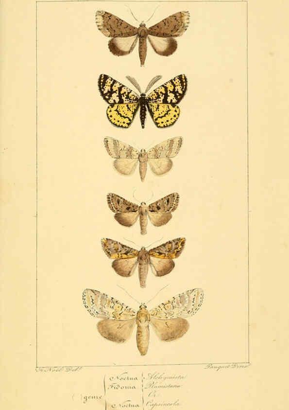 Reproducción/Reproduction 6053327115: Histoire naturelle des lépidoptères d'Europe Paris :L. de Bure,1845