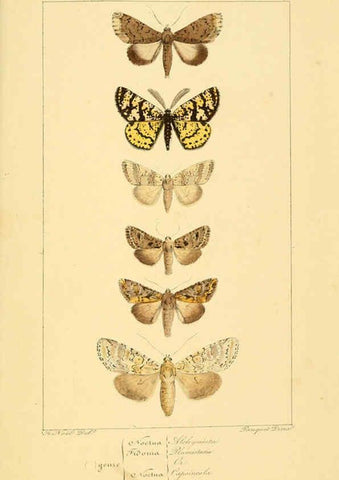 Reproducción/Reproduction 6053327115: Histoire naturelle des lépidoptères d'Europe Paris :L. de Bure,1845