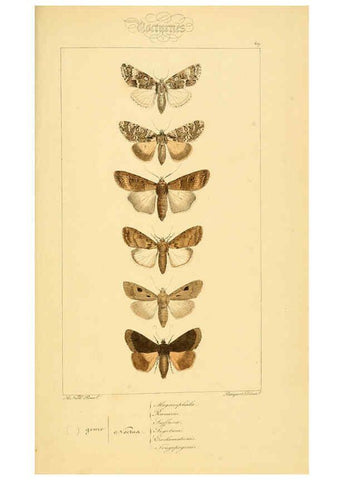 Reproducción/Reproduction 6053317871: Histoire naturelle des lépidoptères d'Europe Paris :L. de Bure,1845