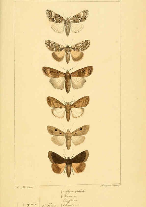 Reproducción/Reproduction 6053317871: Histoire naturelle des lépidoptères d'Europe Paris :L. de Bure,1845