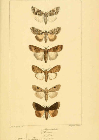 Reproducción/Reproduction 6053317871: Histoire naturelle des lépidoptères d'Europe Paris :L. de Bure,1845