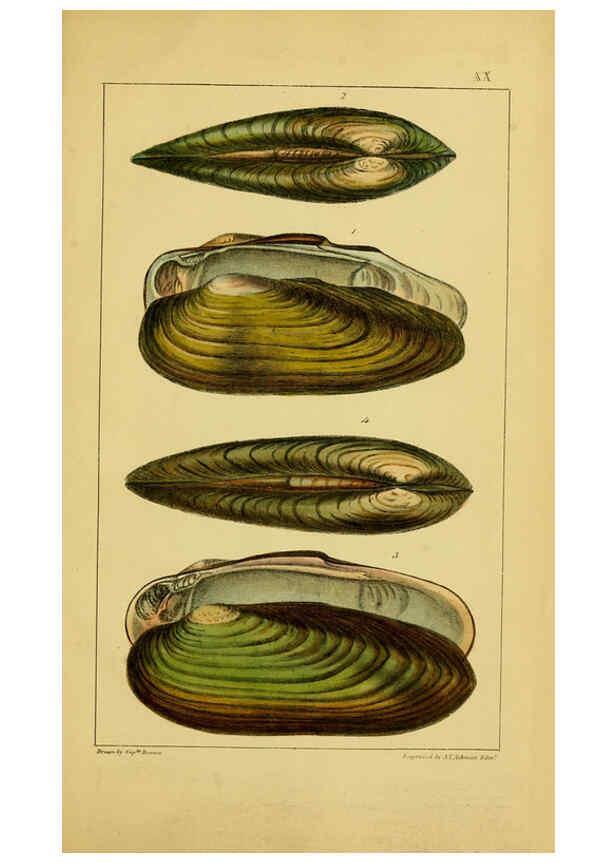 Reproducción/Reproduction 6052403431: Illustrations of the land and fresh water conchology of Great Britain and Ireland London,Smith, Elder, and co.; [etc., etc.]1845