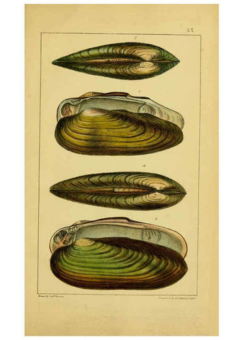 Reproducción/Reproduction 6052403431: Illustrations of the land and fresh water conchology of Great Britain and Ireland London,Smith, Elder, and co.; [etc., etc.]1845