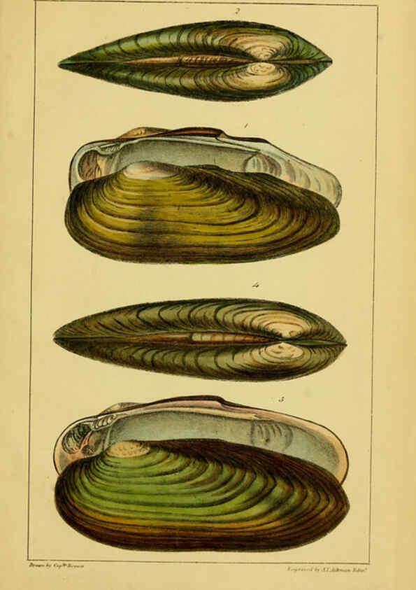 Reproducción/Reproduction 6052403431: Illustrations of the land and fresh water conchology of Great Britain and Ireland London,Smith, Elder, and co.; [etc., etc.]1845