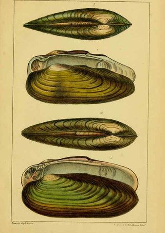 Reproducción/Reproduction 6052403431: Illustrations of the land and fresh water conchology of Great Britain and Ireland London,Smith, Elder, and co.; [etc., etc.]1845