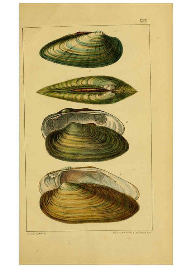 Reproducción/Reproduction 6052402955: Illustrations of the land and fresh water conchology of Great Britain and Ireland London,Smith, Elder, and co.; [etc., etc.]1845
