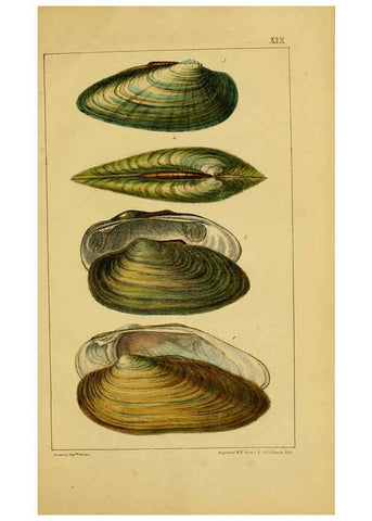 Reproducción/Reproduction 6052402955: Illustrations of the land and fresh water conchology of Great Britain and Ireland London,Smith, Elder, and co.; [etc., etc.]1845