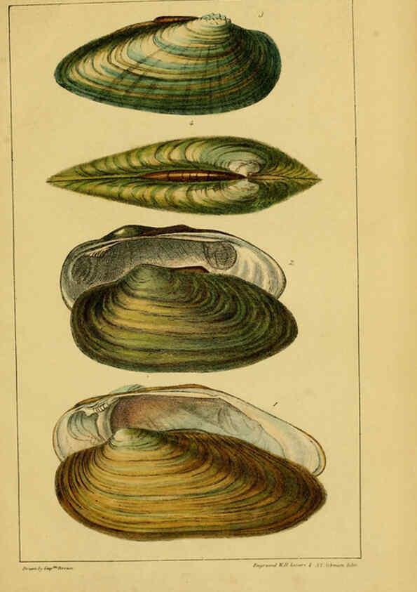 Reproducción/Reproduction 6052402955: Illustrations of the land and fresh water conchology of Great Britain and Ireland London,Smith, Elder, and co.; [etc., etc.]1845