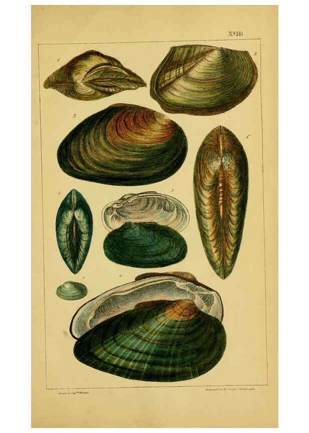 Reproducción/Reproduction 6052953738: Illustrations of the land and fresh water conchology of Great Britain and Ireland London,Smith, Elder, and co.; [etc., etc.]1845